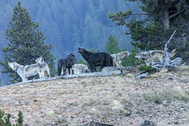 Yellowstone in a Day: Private Guided Tour from West Yellowstone photo 5