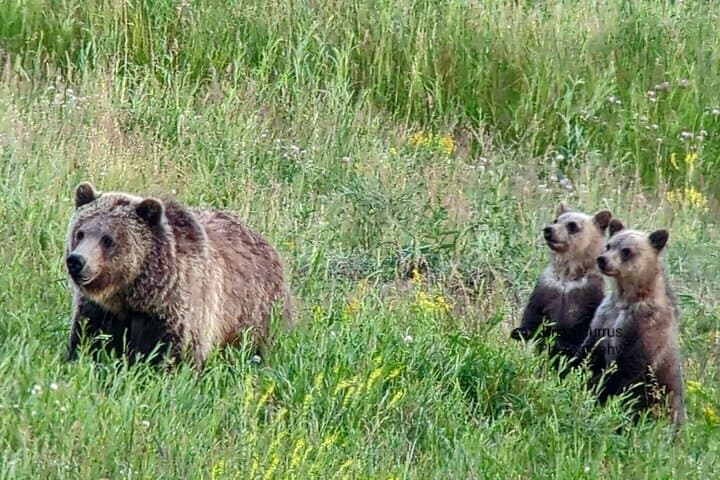 Yellowstone Private Wildlife Safari from West Yellowstone — Hayden Valley & Lake Wildlife Tour photo 2