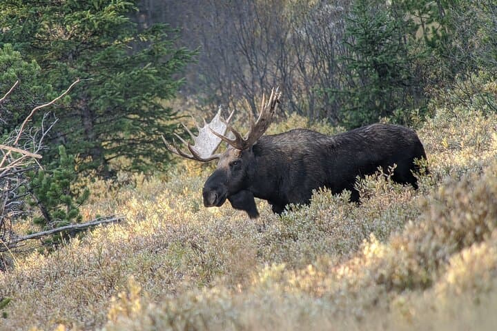 Yellowstone Private Wildlife Safari from West Yellowstone — Hayden Valley & Lake Wildlife Tour photo 4