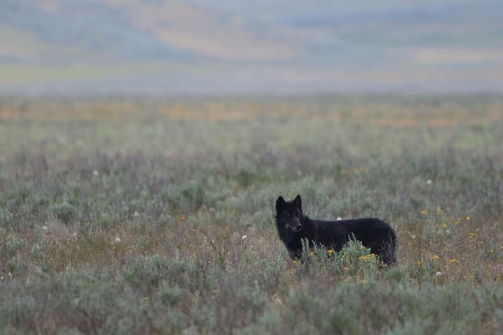 Yellowstone Winter Wolf Safari from Gardiner — Private Wildlife Tour photo 5