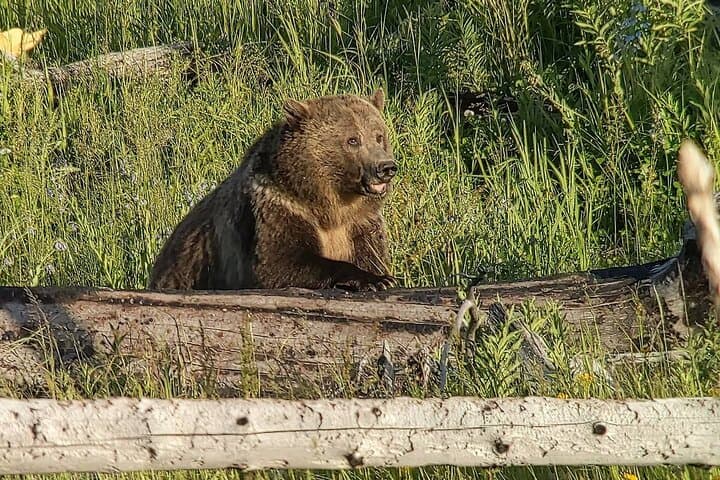 Yellowstone Private Wildlife Safari from West Yellowstone — Hayden Valley & Lake Wildlife Tour photo 6