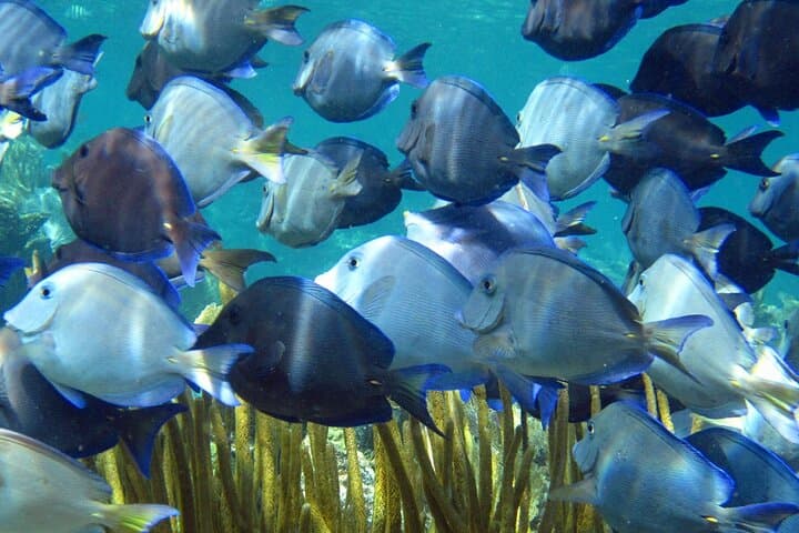 First Breath Underwater: Entry-Level PADI Discovery Scuba Dive in Puerto Aventuras
