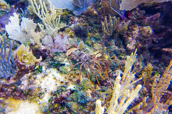 First Breath Underwater: Entry-Level PADI Discovery Scuba Dive in Puerto Aventuras photo 3