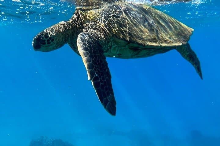 Afternoon Turtle Town Snorkel at Coral Gardens — Maui Floating Tiki Bar Snorkel