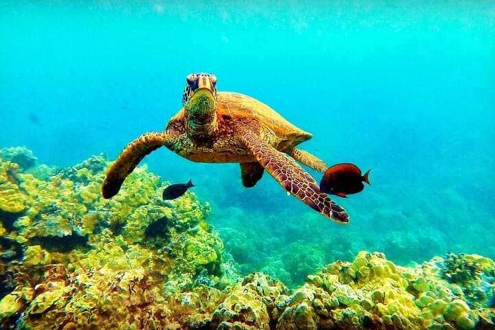 Afternoon Turtle Town Snorkel at Coral Gardens — Maui Floating Tiki Bar Snorkel photo 2