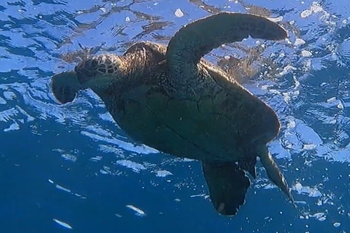 Afternoon Turtle Town Snorkel at Coral Gardens — Maui Floating Tiki Bar Snorkel photo 4