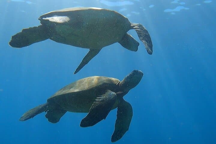 Afternoon Turtle Town Snorkel at Coral Gardens — Maui Floating Tiki Bar Snorkel photo 5
