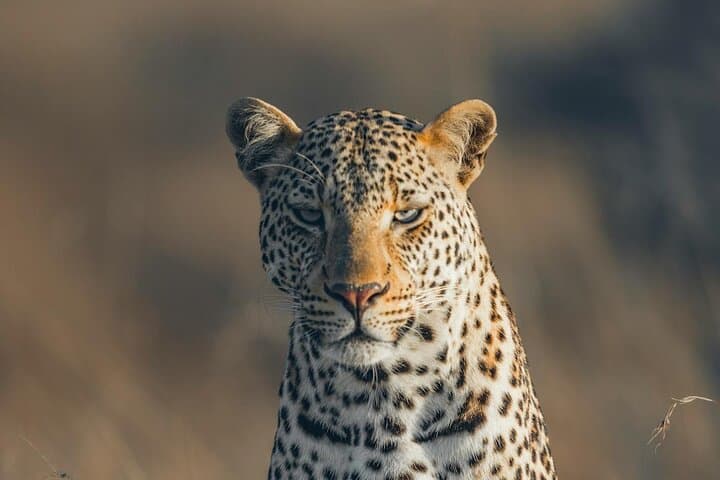 Chobe Day Trip from Victoria Falls: Game Drive, River Cruise & Riverside Lunch photo 4