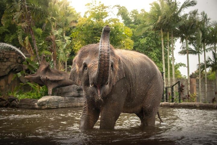 Private Australia Zoo Tour from Brisbane — Koalas, Crocs & Sunshine Coast Views photo 1