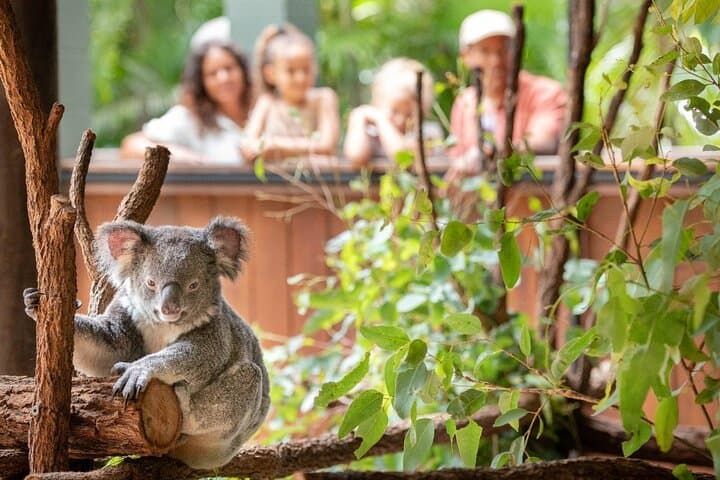 Private Australia Zoo Tour from Brisbane — Koalas, Crocs & Sunshine Coast Views photo 4