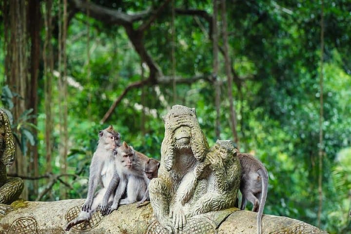 Ubud Day Tour: Monkey Forest, Tegalalang Rice Terraces & Tegenungan Waterfall photo 2