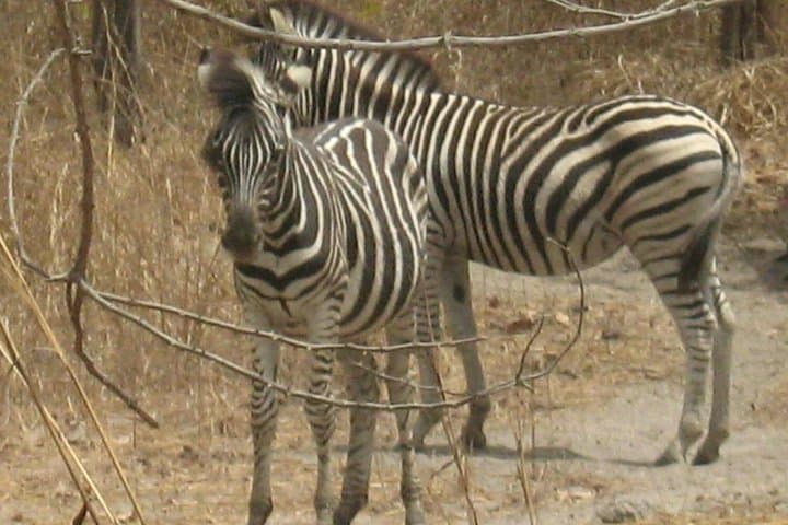 Fathala Wildlife Safari from Banjul: Full-Day Land Rover & Ferry Adventure photo 2