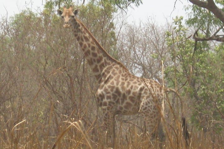 Fathala Wildlife Safari from Banjul: Full-Day Land Rover & Ferry Adventure photo 3