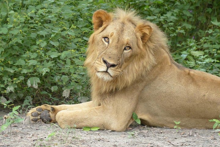 Fathala Wildlife Safari from Banjul: Full-Day Land Rover & Ferry Adventure