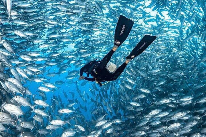 Catalina Island Scuba Diving: Two-Tank Guided Dives from Punta Cana photo 3