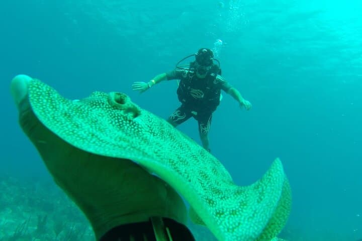 Catalina Island Scuba Diving: Two-Tank Guided Dives from Punta Cana photo 4
