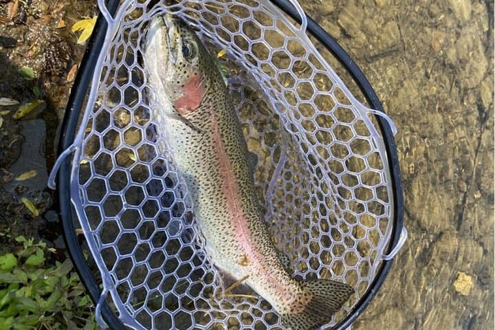 Lure Fishing Near Tokyo: Trout Adventure at Mt. Takao's Asakawa Pond
