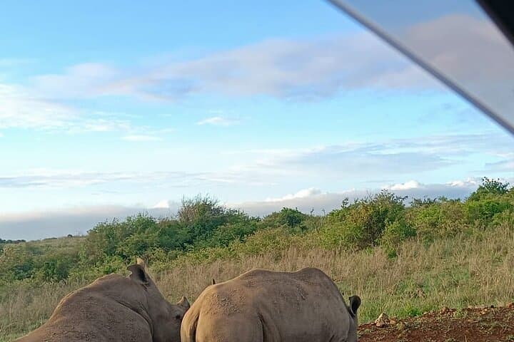 Explore Nairobi National Park: A Half-Day Wildlife Safari Near Nairobi photo 1