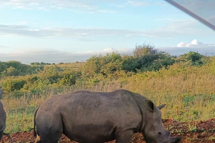 Explore Nairobi National Park: A Half-Day Wildlife Safari Near Nairobi photo 2