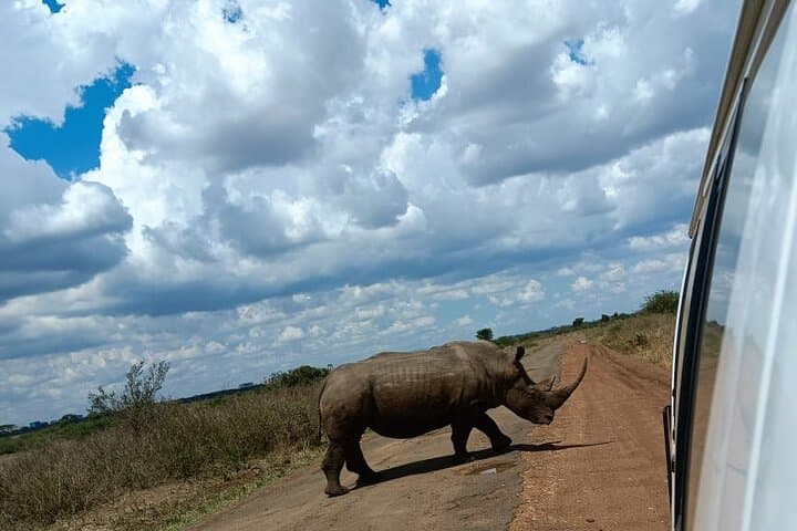 Explore Nairobi National Park: A Half-Day Wildlife Safari Near Nairobi photo 4