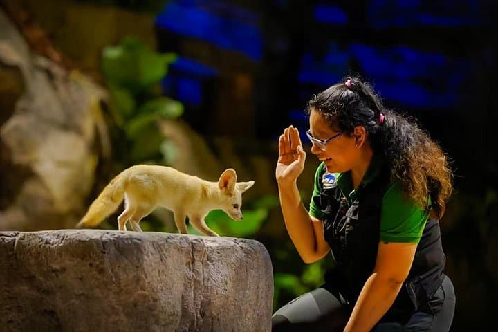 Night Safari Singapore: Skip-the-Line Tram Adventure Through Nocturnal Wilderness photo 2