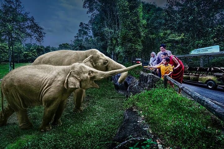 Night Safari Singapore: Tram Ride & Walking Trails After Dark