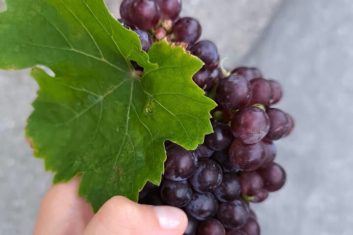 Vienna Leopoldsberg Wine Hike: Private Guided Vineyard Walk & Strum Tasting