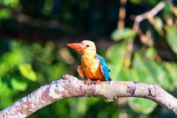 Gomantong Caves and Kinabatangan River Safari from Sandakan photo 4