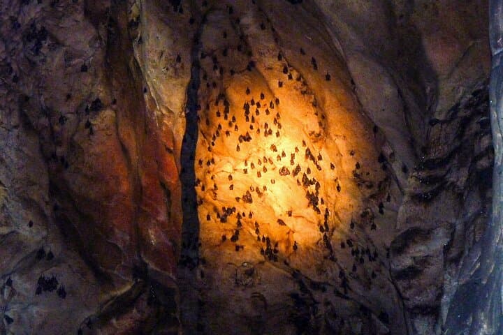 Gomantong Caves and Kinabatangan River Safari from Sandakan photo 5