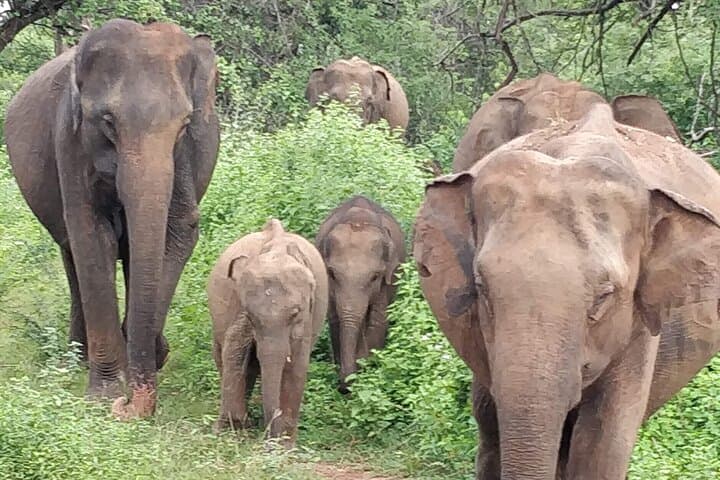 Sigiriya, Dambulla & Minneriya: A One-Day Cultural and Safari Circuit from Colombo photo 3