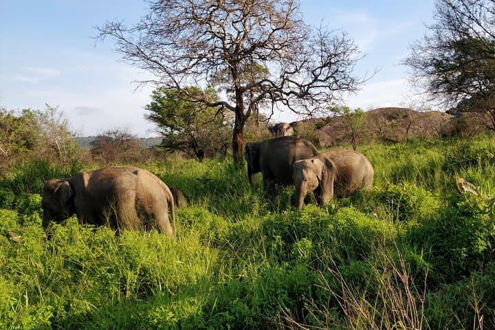 Sigiriya, Dambulla & Minneriya: A One-Day Cultural and Safari Circuit from Colombo photo 4