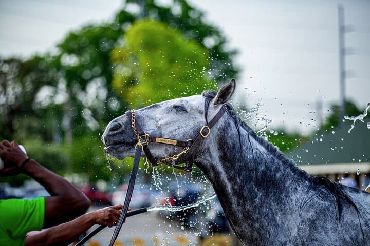 Inside Churchill Downs: Kentucky Derby Museum Guided Track Visit & 360° Film Experience photo 2