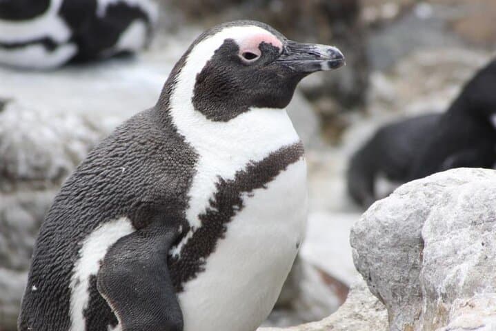Whales, Penguins & Wine: Hermanus Boat Watching and Benguela Cove Tasting photo 5