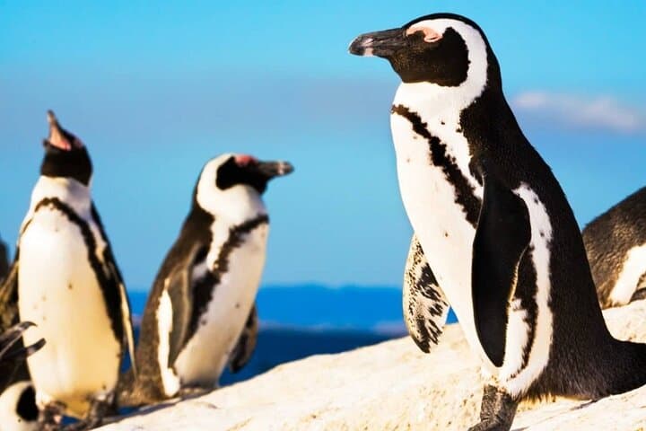 Cape Agulhas and Hermanus Day Tour: Southern Tip, Penguins & Wine photo 3