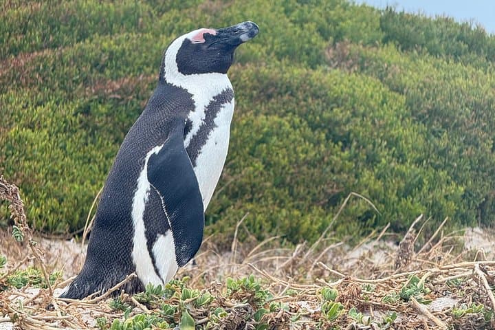 Hopper Helicopter & Table Mountain: Cape Town Cableway, Harbour Cruise and Long March to Freedom Tour photo 6