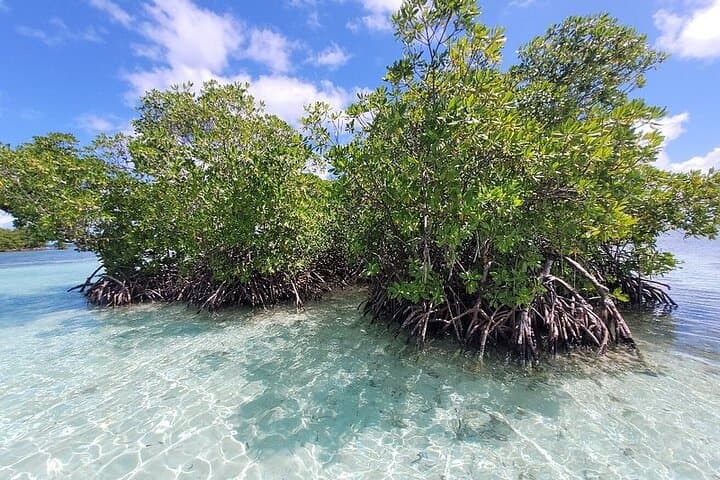 Half-Day Boat Trip in Grand Cul-de-Sac Marin, Guadeloupe photo 3