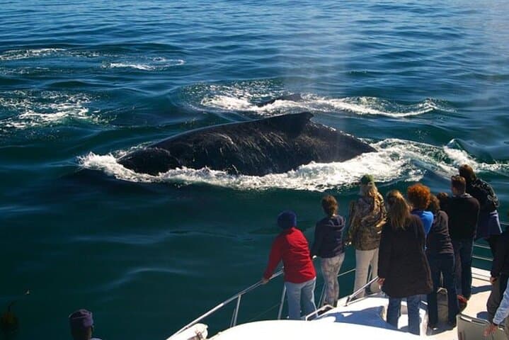 Whales, Penguins & Wine: Hermanus Boat Watching and Benguela Cove Tasting