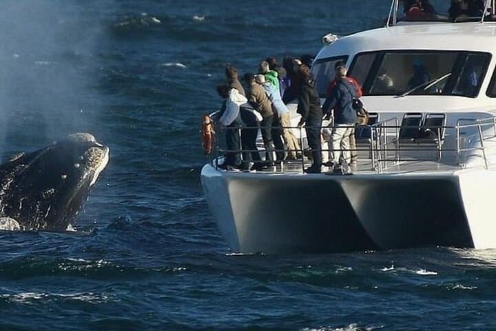 Whales, Penguins & Wine: Hermanus Boat Watching and Benguela Cove Tasting photo 4