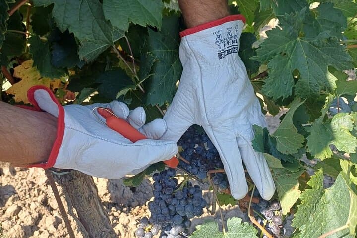 Grape Stomping in Chianti: Family Wine-Harvest Experience and Tasting photo 3