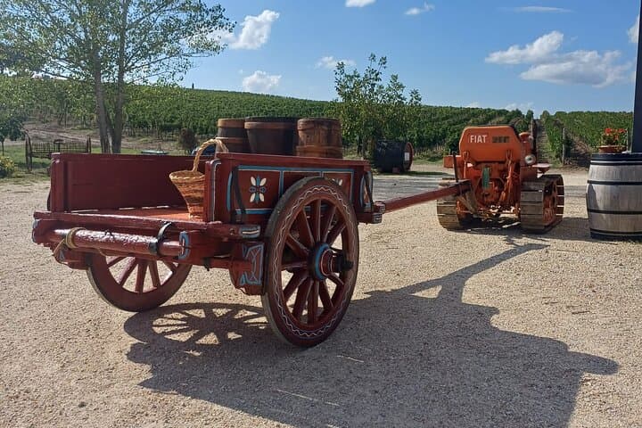 Grape Stomping in Chianti: Family Wine-Harvest Experience and Tasting photo 4