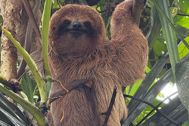 Sloth Observation and Tropical Fruit Tasting Hike on Costa Rica's Caribbean Coast photo 2