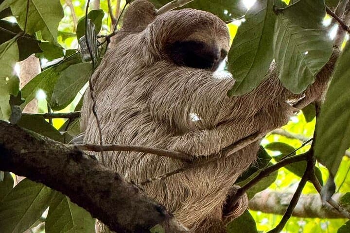 Sloth Observation and Tropical Fruit Tasting Hike on Costa Rica's Caribbean Coast