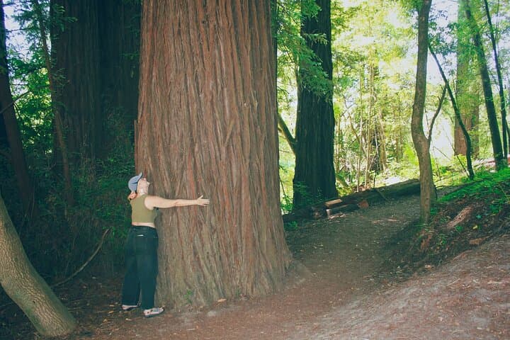 San Francisco to Santa Cruz Day Trip — Redwoods, Surf and the Santa Cruz Boardwalk photo 3