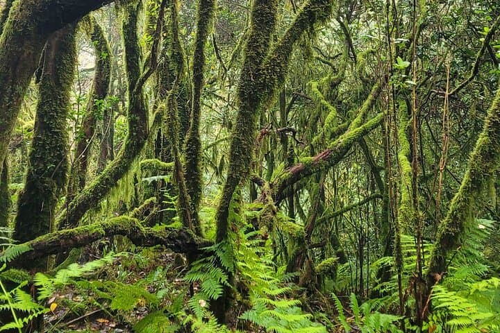 Hike the Anaga Laurel Forest: 3‑Hour Guided Round‑Trip in Tenerife photo 2