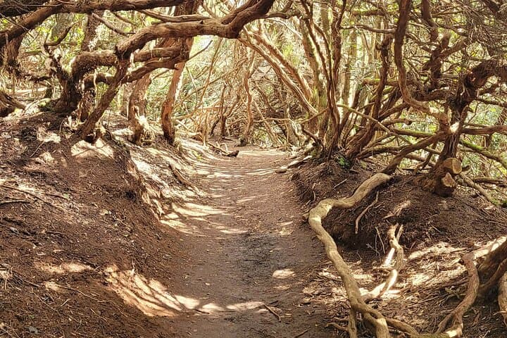 Hike the Anaga Laurel Forest: 3‑Hour Guided Round‑Trip in Tenerife photo 3