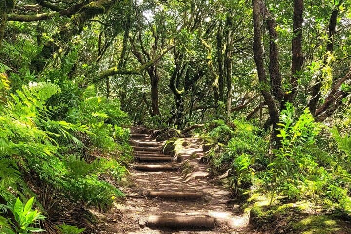 Hike the Anaga Laurel Forest: 3‑Hour Guided Round‑Trip in Tenerife