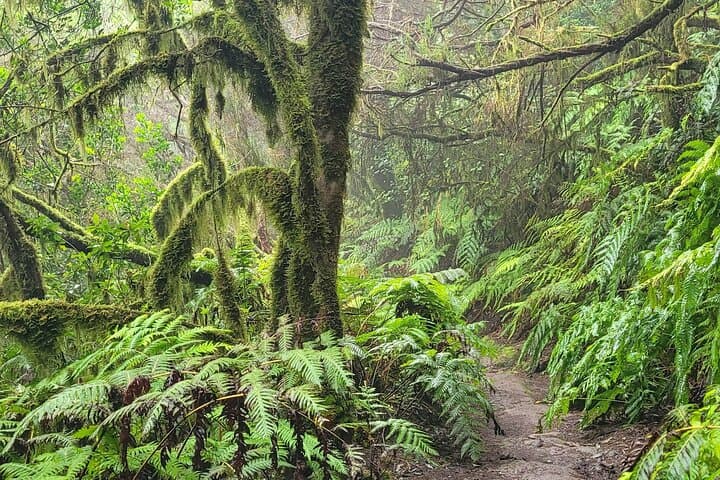 Hike the Anaga Laurel Forest: 3‑Hour Guided Round‑Trip in Tenerife photo 4