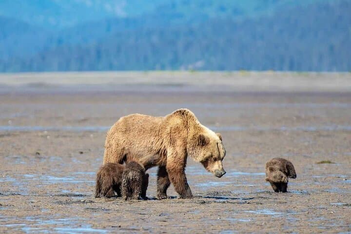 Witness Alaska’s Wild Brown Bears on an Unforgettable Lake Clark Flight Tour