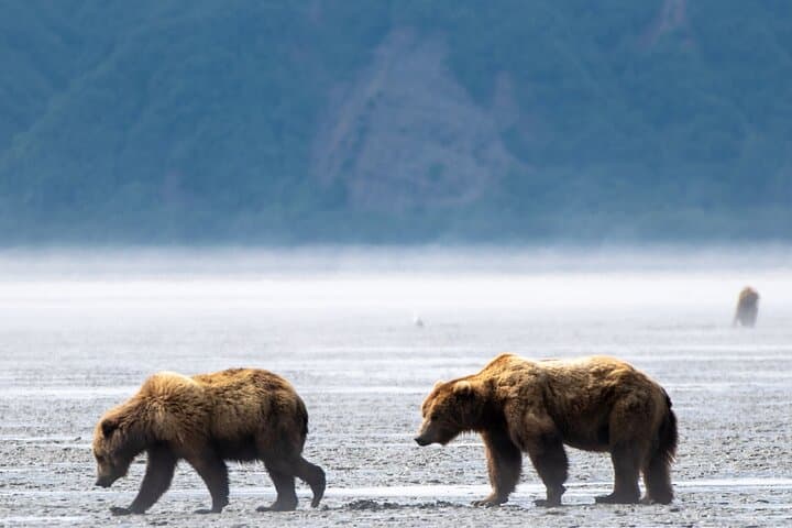 Witness Alaska’s Wild Brown Bears on an Unforgettable Lake Clark Flight Tour photo 2