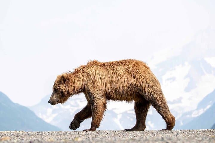 Witness Alaska’s Wild Brown Bears on an Unforgettable Lake Clark Flight Tour photo 3